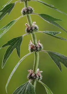 Lamiaceae: Motherwort, Leonurus cardiaca, in flower. East European