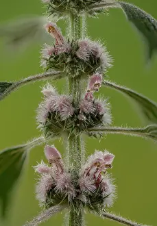 Lamiaceae: Motherwort, Leonurus cardiaca, in flower. East European
