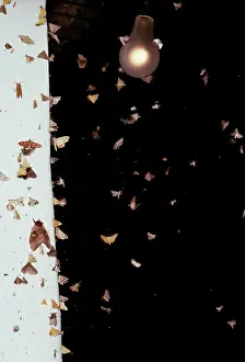 Clusters: MOTHS - swarming around lamp