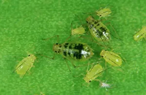 Arum: Mottled arum aphid