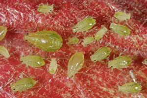Antennae: Mottled arum aphid