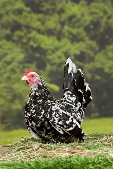Bantam: Mottled Chabo / Japanese Bantam Chicken hen