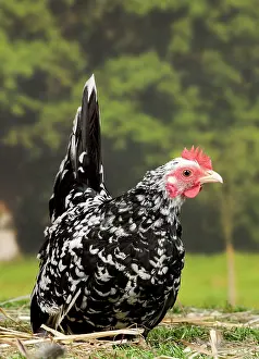 Bantam: Mottled Chabo / Japanese Bantam Chicken hen