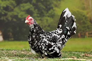 Bantam: Mottled Chabo / Japanese Bantam Chicken hen