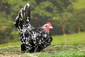 Bantam: Mottled Chabo / Japanese Bantam Chicken hen