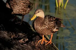 Dabbling: Mottled Duck