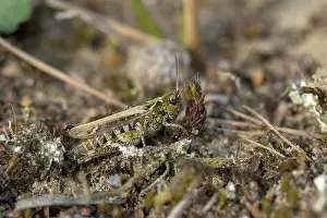Maculatus: Mottled Grasshopper