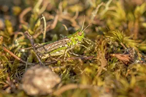 Maculatus: Mottled Grasshopper