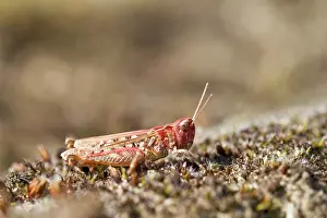 Maculatus: Mottled Grasshopper
