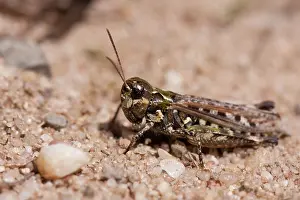 Nationaal: Mottled Grasshopper
