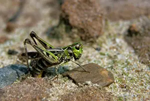 Maculatus: Mottled grasshopper (Myrmeleotettix maculatus)