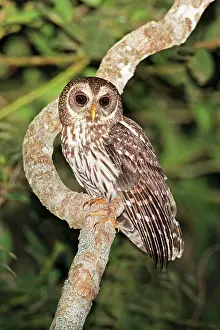 Virgata: Mottled Owl