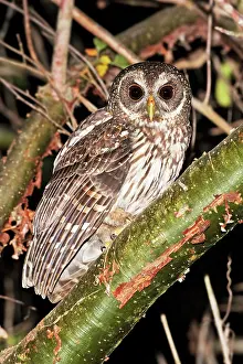 Virgata: Mottled Owl