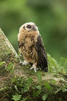 Jose: Mottled Owl