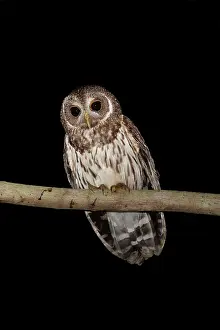 Virgata: Mottled Owl - Nayarit