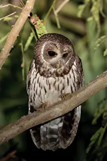 Virgata: Mottled Owl - Nayarit