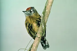 Nebulosus: Mottled PICULET