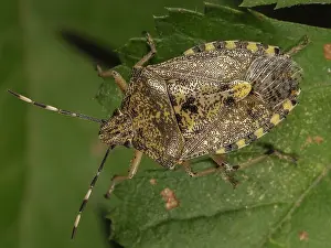 Nebulosa: Mottled Shieldbug (Rhaphigaster nebulosa) walki