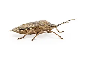 030517: Mottled Shieldbug on white background Galicia Spain