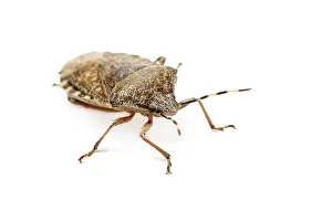 030517: Mottled Shieldbug on white background Galicia Spain