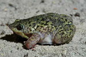 Marmoratus: Mottled Shovel-nosed Frog - Close up