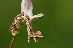 Umber: Mottled Umber Caterpillar