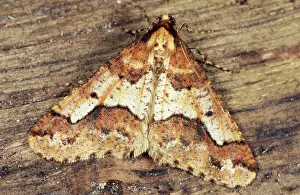Umber: Mottled Umber Moth