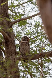 Ocellata: Mottled Wood Owl perched in a tree