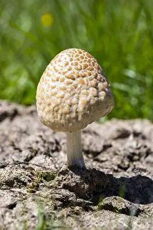 Dung: Mottlegill (Panaeolus sp.) on cow dung, Alps, Col
