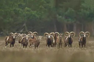 Cloven: Mouflon