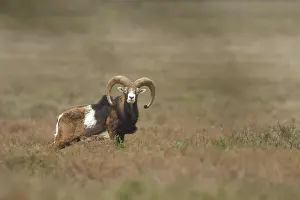 Cloven: Mouflon
