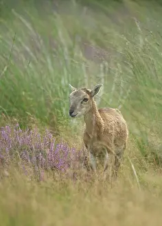 Cloven: Mouflon