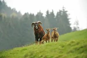Gmelini: Mouflon