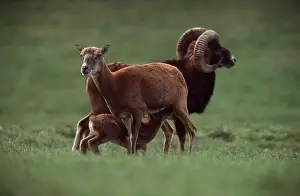 Father: MOUFLON
