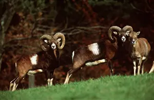 Mouflon: MOUFLON