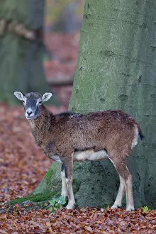 Mouflons: Mouflon adult ewe in autumn Germany