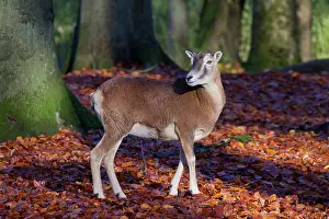 Mouflons: Mouflon adult ewe in autumn Germany