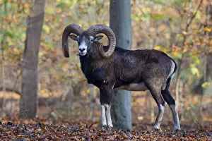 Ammon: Mouflon - adult ram in autumn - Germany
