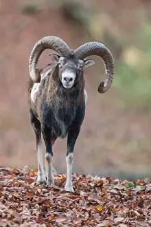 Ovis: Mouflon - adult ram in autumn - Germany