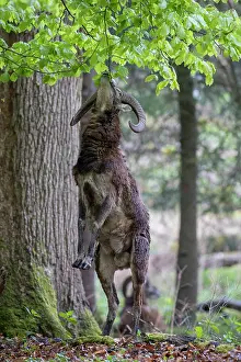 Ovis: Mouflon - adult ram eating leaves - Germany