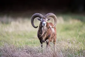 Ovis: Mouflon - adult ram - Germany