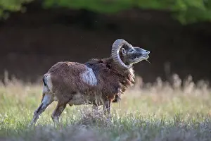 Ovis: Mouflon - adult ram - Germany