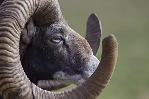 Mouflons: Mouflon - adult ram portrait - Germany