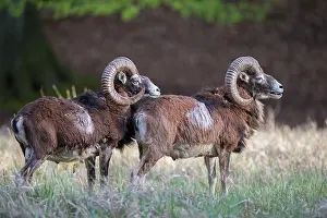 Ovis: Mouflon - adult rams - Germany