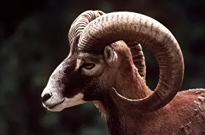 Mouflon: MOUFLON - close-up of head