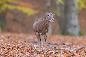 Mouflon: Mouflon ewe