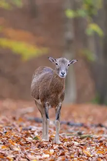 Mouflon: Mouflon ewe