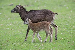 Lamb: Mouflon ewe lamb