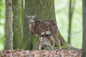 Lamb: Mouflon ewe lamb