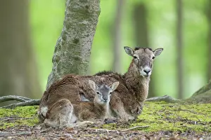 Lamb: Mouflon ewe lamb